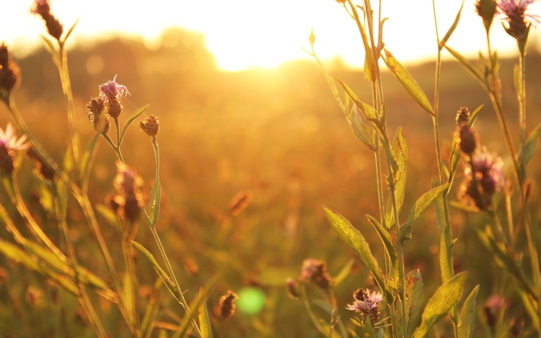 September Newsletter: Fall is near.