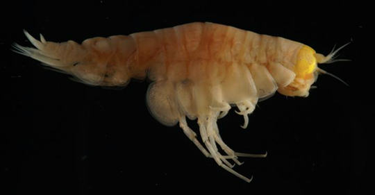 Every Animal Pulled From the Deepest Part of the Ocean Had Plastic in Its Gut