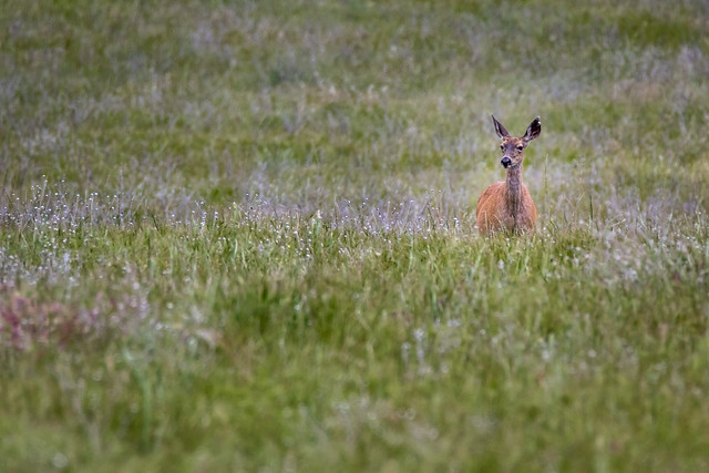 Bureau of Land Management (BLM) Oregon and Washington Photos