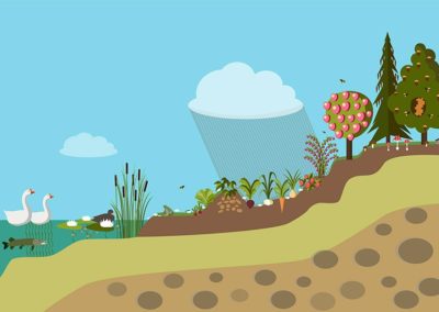 The Twelve Principles of Permaculture