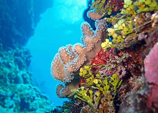 Corals Week 2020