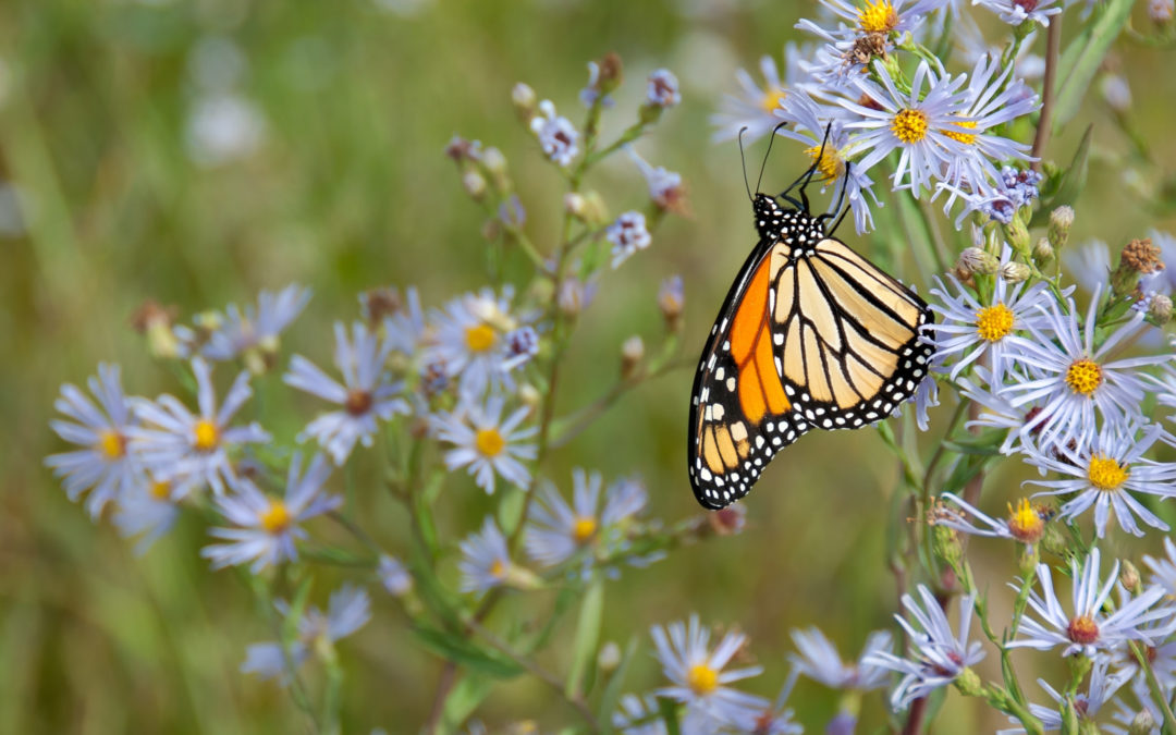 Monarch Butterflies: On the Brink of Extinction